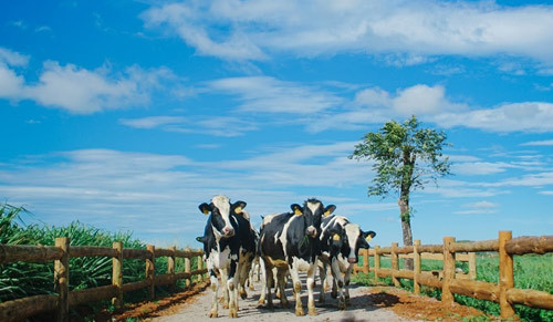 Vinamilk tiếp tục là thương hiệu được lựa chọn nhiều nhất