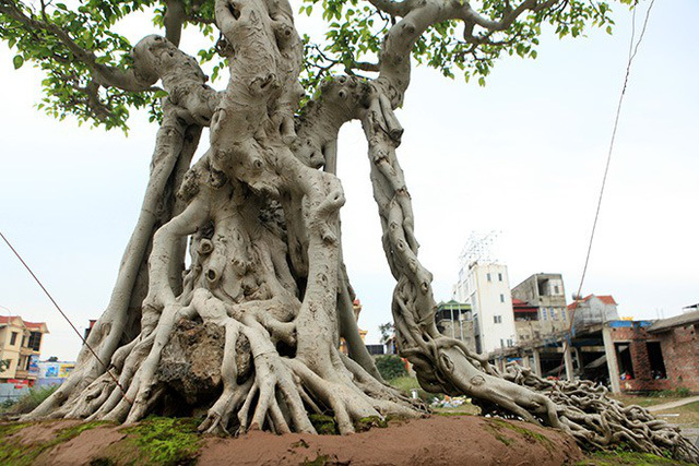 cây cảnh,cây sanh,chơi cây