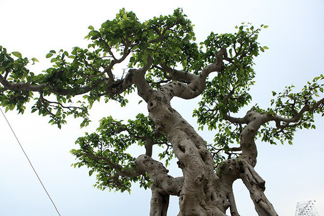 cây cảnh,cây sanh,chơi cây