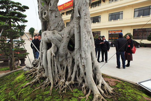 cây cảnh,cây sanh,chơi cây