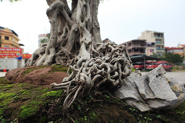 cây cảnh,cây sanh,chơi cây