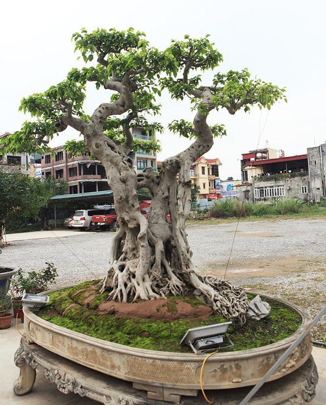 cây cảnh,cây sanh,chơi cây