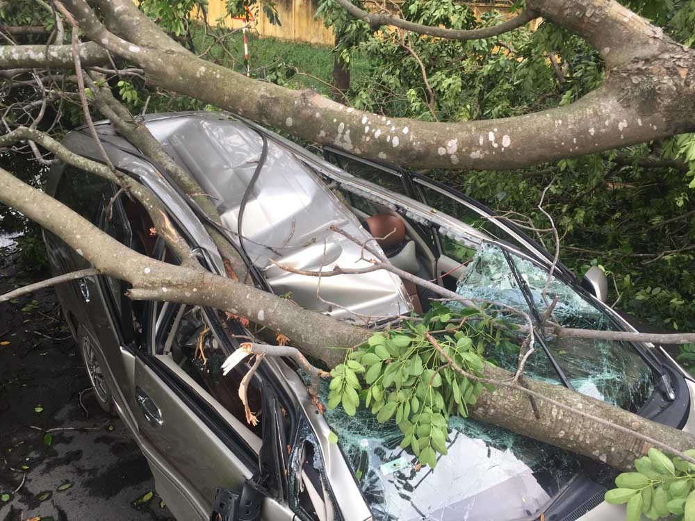 Cây ngã đè bẹp dúm ô tô, tài xế kêu cứu thảm thiết