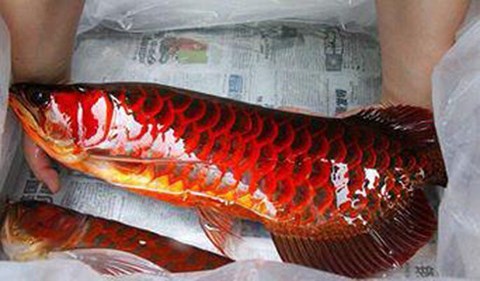 Bí ẩn cá huyết rồng vẩy đỏ như máu ở Biển Hồ