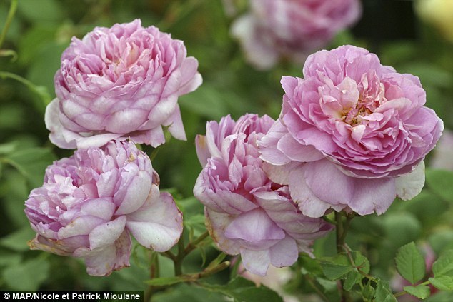 Tử vi 12 cung hoàng đạo ngày 30/5