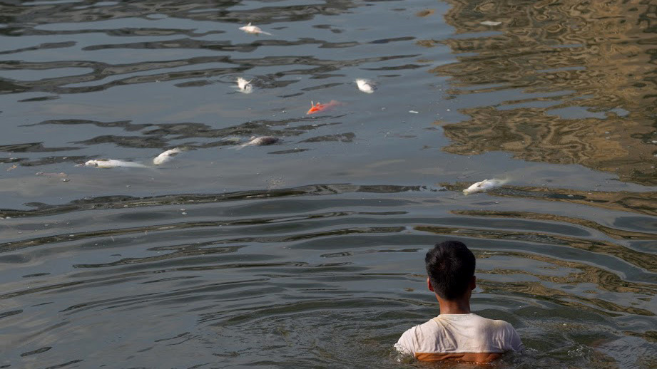 Hà Nội: Cá chết nổi la liệt mặt hồ, vớt mỏi tay cả ngày