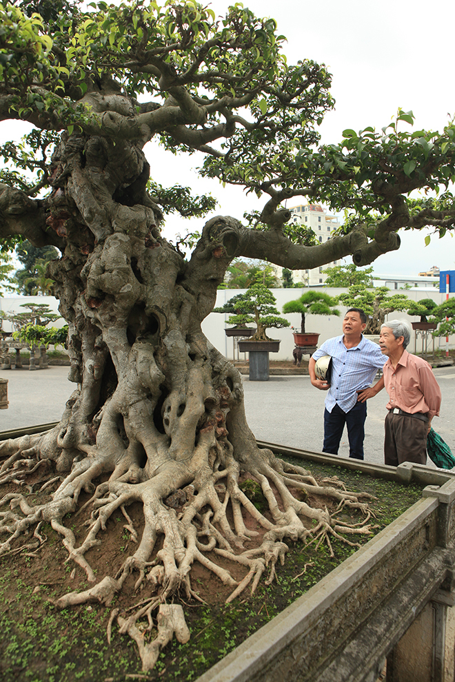 cây cảnh,cây sanh,chơi cây