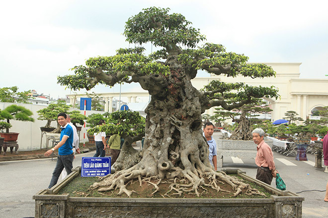 Ngọn cây sanh 'tiên lão giáng trần' gây sửng sốt giới chơi cây