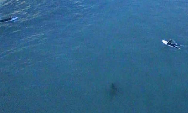Rùng mình cảnh cá mập 'bí mật' bám theo người lướt sóng