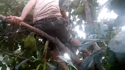 Té ngã khi leo cây bé trai bị dập tủy sống, liệt hai tay