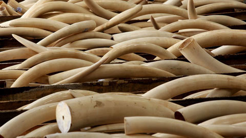 Cán bộ hải quan kiếm tiền tỷ nhờ 'tuồn' tang vật ra ngoài bán