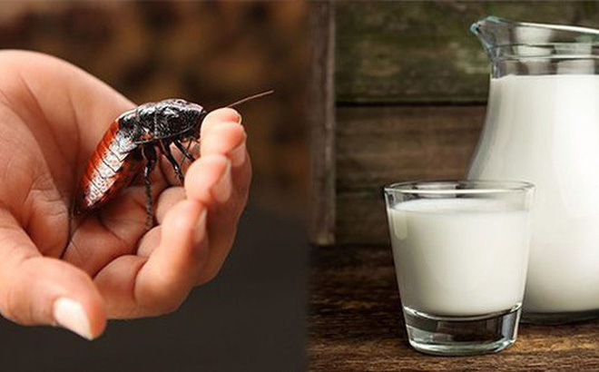 Khó tin: Uống cốc sữa gián bổ gấp nhiều lần sữa bò