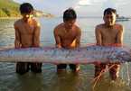 Cá hố rồng dài gần 4m liên tục dạt biển Hà Tĩnh