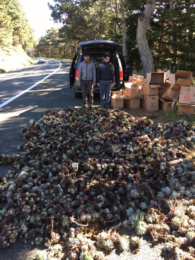sen đá,buôn lậu
