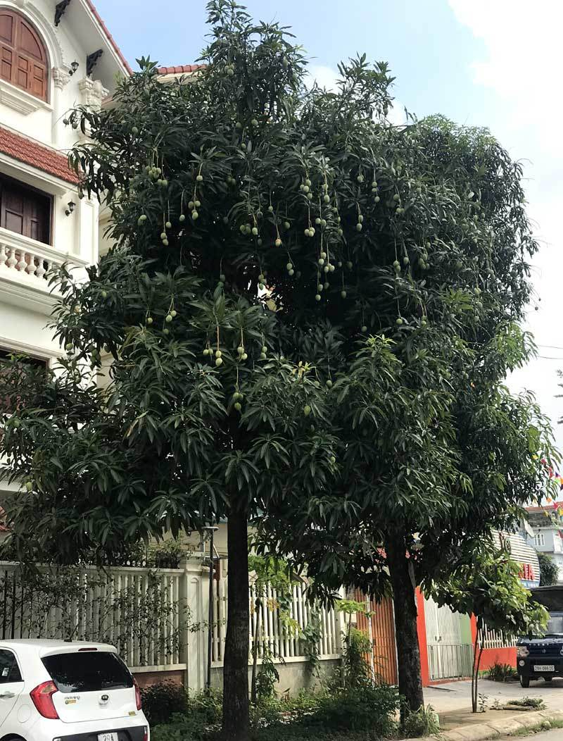 đặc sản việt nam,hoa quả việt,xoài