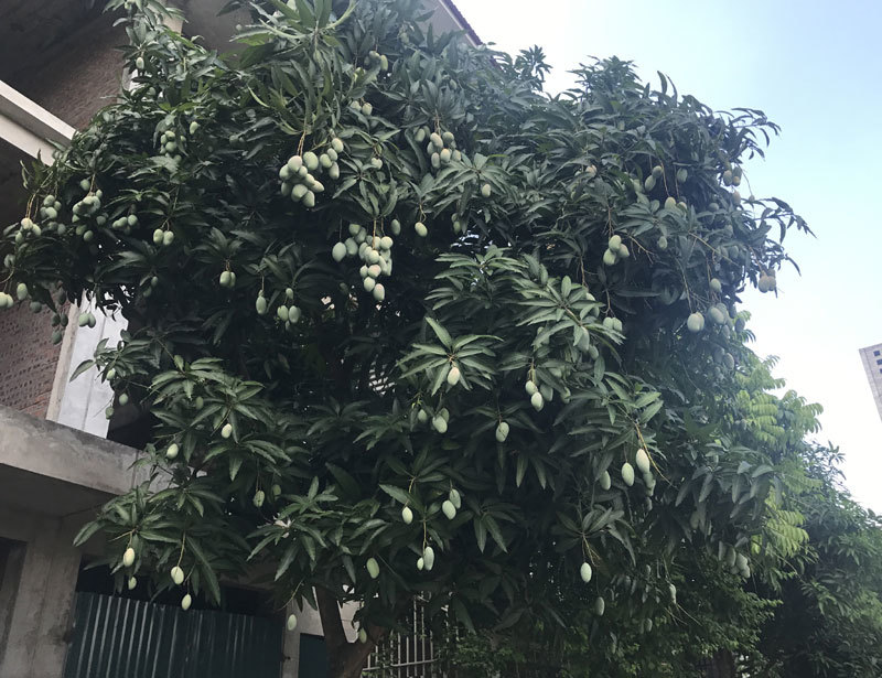 Chuyện hiếm có trên phố Hà Nội: Xoài trĩu quả khắp vỉa hè Xoai-duoc-mua-10