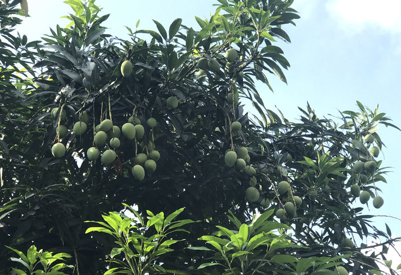 đặc sản việt nam,hoa quả việt,xoài