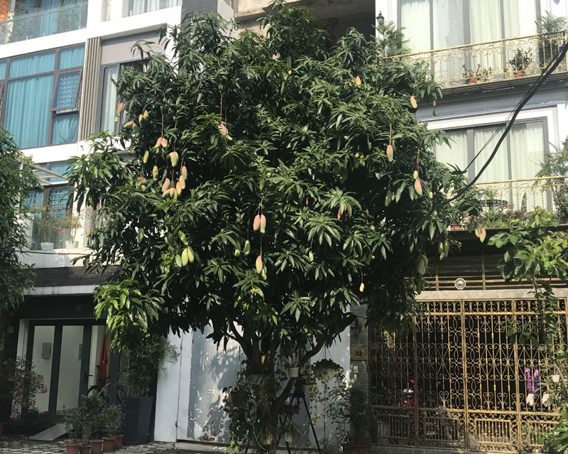 đặc sản việt nam,hoa quả việt,xoài