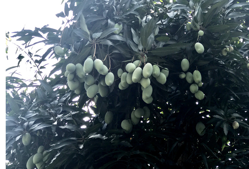 đặc sản việt nam,hoa quả việt,xoài