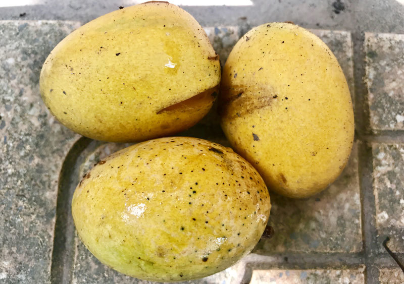 đặc sản việt nam,hoa quả việt,xoài