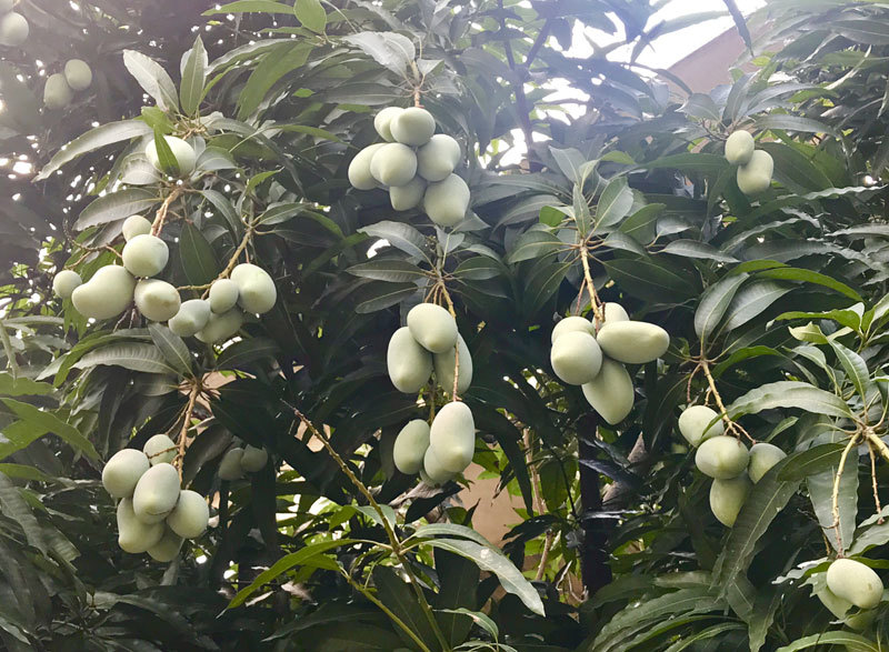 đặc sản việt nam,hoa quả việt,xoài