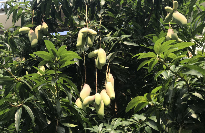 đặc sản việt nam,hoa quả việt,xoài