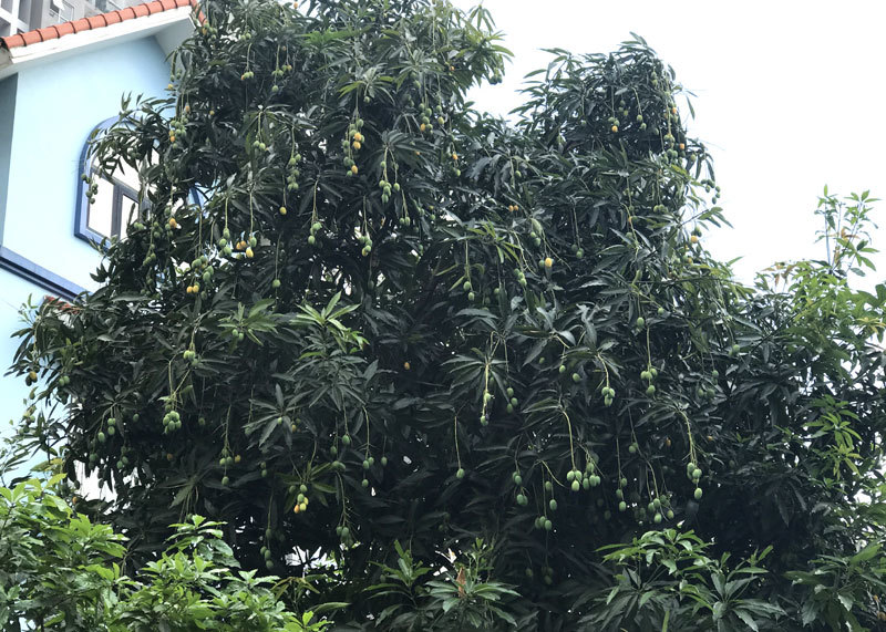 đặc sản việt nam,hoa quả việt,xoài