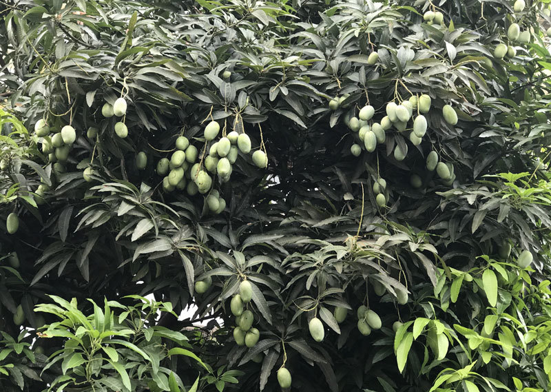 đặc sản việt nam,hoa quả việt,xoài