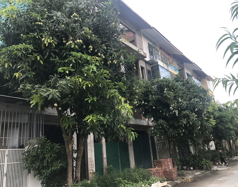 đặc sản việt nam,hoa quả việt,xoài