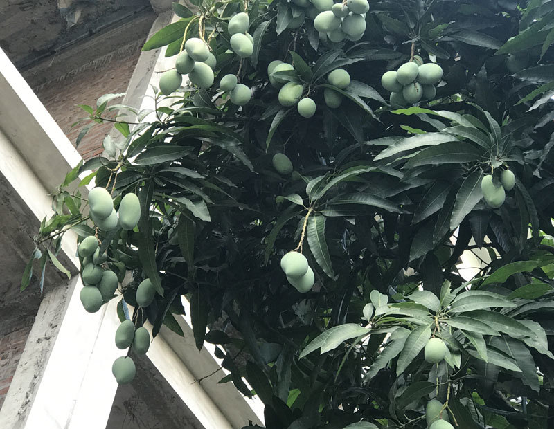 đặc sản việt nam,hoa quả việt,xoài