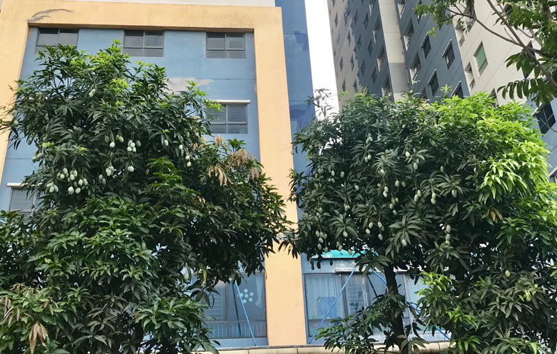 đặc sản việt nam,hoa quả việt,xoài