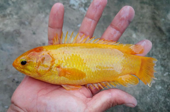 cá rô vàng,cá lạ