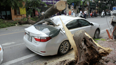 Cây phượng già đổ đè nát xe Lexus trên phố Hà Nội