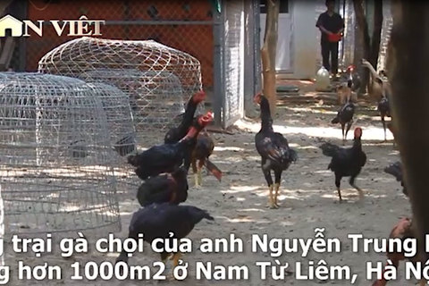 'Đột nhập' trang trại gà chọi tiền tỷ lớn nhất nhì Thủ đô