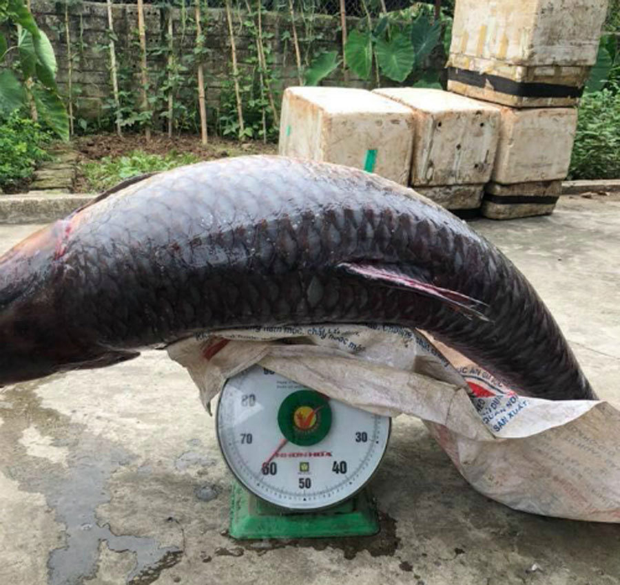 Trắm đen khổng lồ to hơn người: Huyền thoại 'thủy quái' hồ Thác Bà