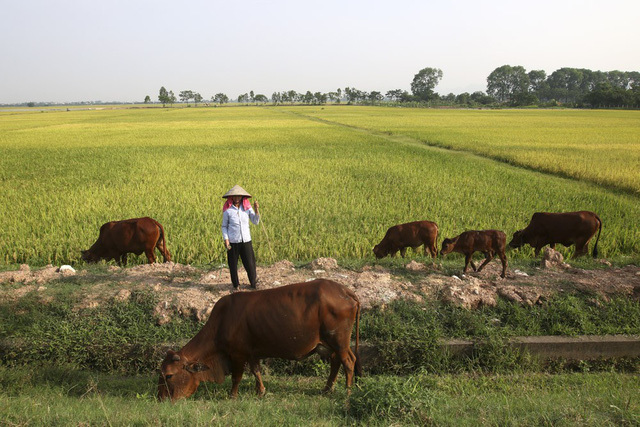 {title} Đồng lúa,Hà Nội,Nông dân
