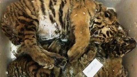 Phát hiện ô tô con chở 5 cá thể hổ đông lạnh ở Nghệ An