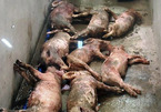Hà Tĩnh: Đàn lợn bị đâm chết la liệt trong đêm