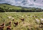 Từ 20 con gà thả đồi, ông Tây thu nhập hơn 2.200 tỷ/năm