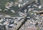 Cá chết thành mảng, bốc mùi hôi thối ở hồ điều hòa lớn nhất Hạ Long
