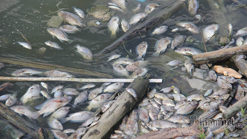 Cá chết thành mảng, bốc mùi hôi thối ở hồ điều hòa lớn nhất Hạ Long