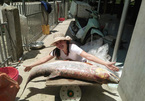 Cá măng sông Đà 35 kg: Hàng hiếm, chỉ dành cho đại gia