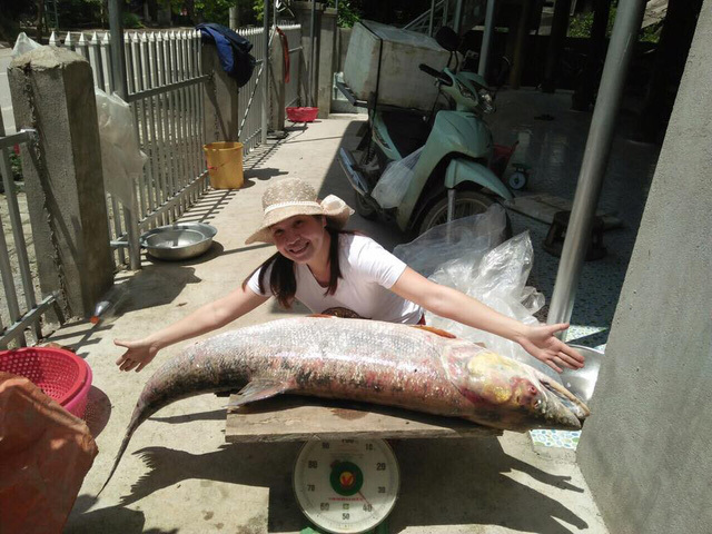 Cá măng sông Đà 35 kg: Hàng hiếm, chỉ dành cho đại gia