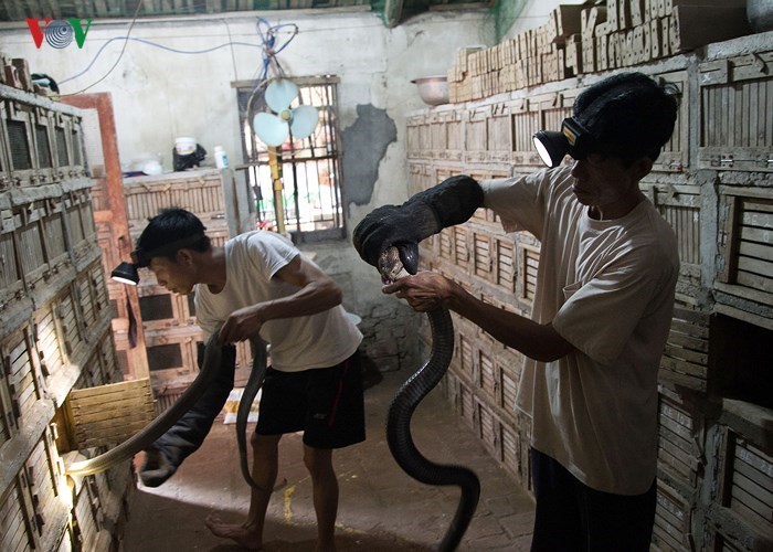 Phát hãi: Người đàn ông hàng ngày sống với đàn rắn hổ mang trăm con