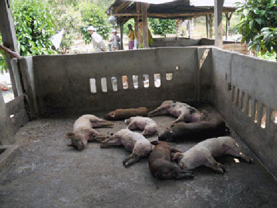 nông sản Việt,đầu độc