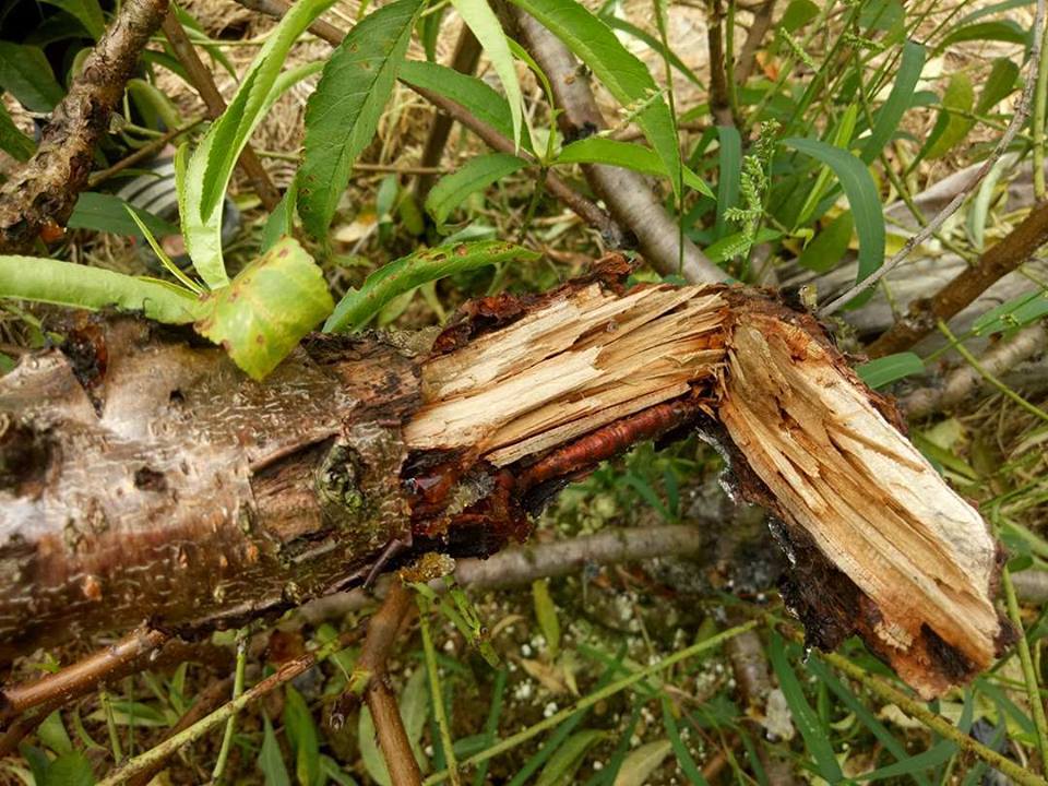 nông sản Việt,đầu độc