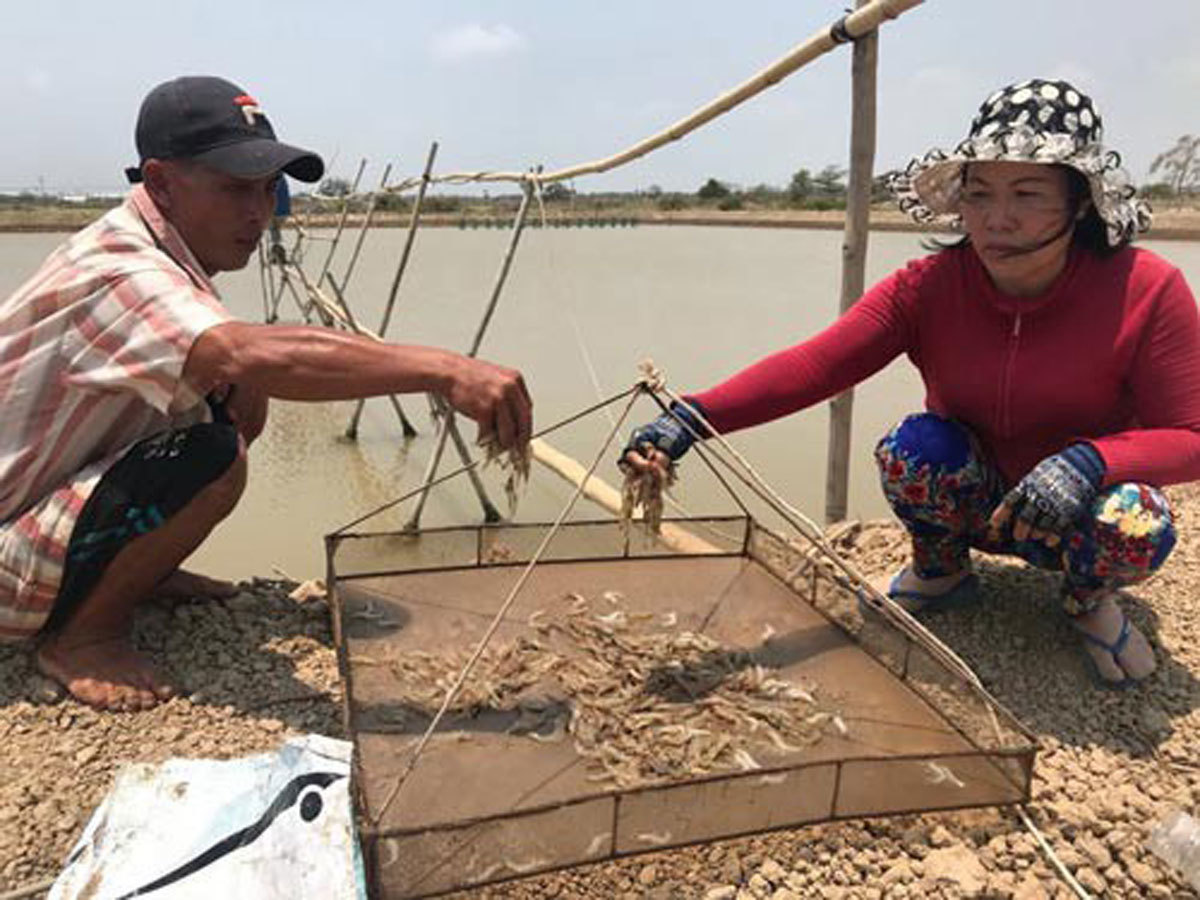 nông sản Việt,đầu độc