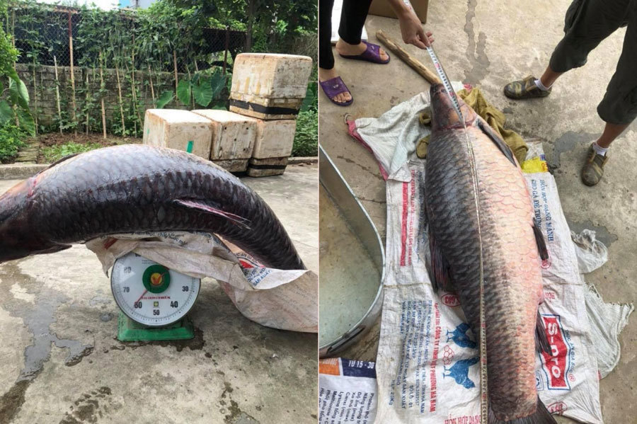 Cá măng sông Đà khổng lồ: Hàng 'xưa nay hiếm', đại gia vừa bữa nhậu