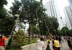Chuyện lạ Hà Thành: Dân phố kéo ra vỉa hè mở hội hái xoài