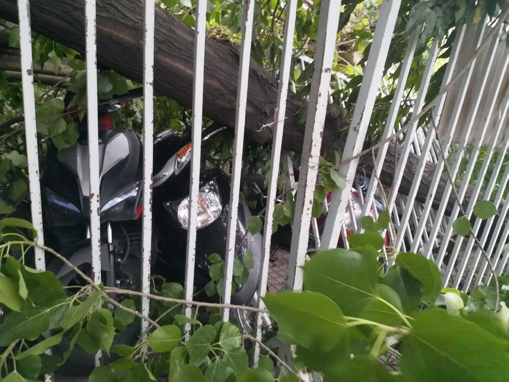 Gió giật cổ thụ bật gốc đè bẹp hàng loạt xe máy ở Sài Gòn